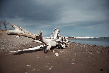 Image showing Dead tree