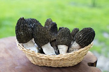 Image showing Morel mushrooms