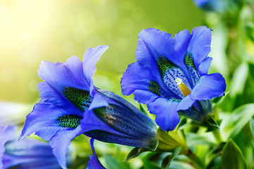 Image showing Trumpet gentiana blue spring flower in garden