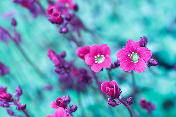 Image showing Beautiful spring flowers in abstract color tone