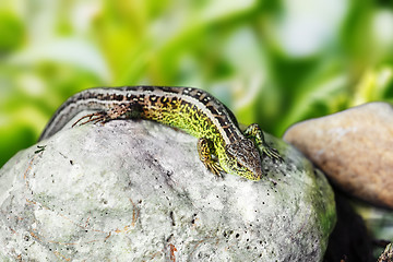 Image showing small lizard Lacerta agilis