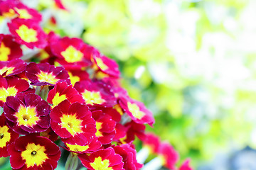 Image showing closeup of beautiful red primrose