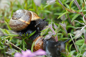 Image showing small garden snail