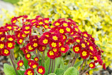 Image showing closeup of beautiful red primrose
