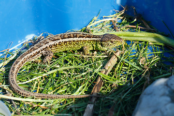 Image showing small lizard Lacerta agilis