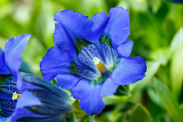 Image showing Trumpet gentiana blue spring flower in garden