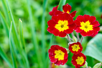 Image showing closeup of beautiful red primrose