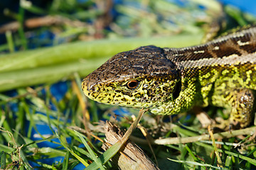 Image showing small lizard Lacerta agilis