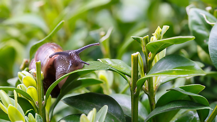 Image showing small garden snail