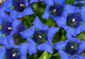 Image showing Trumpet gentiana blue spring flower in garden