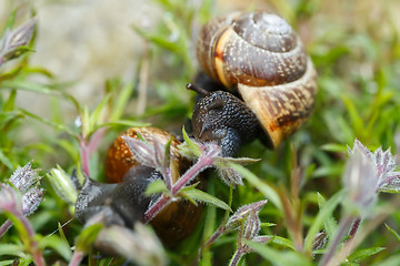 Image showing small garden snail