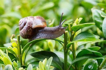 Image showing small garden snail