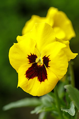 Image showing yellow pansy flowers