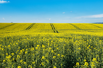 Image showing Rape field