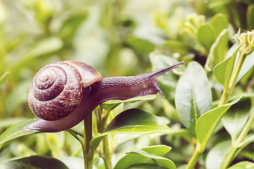 Image showing small garden snail