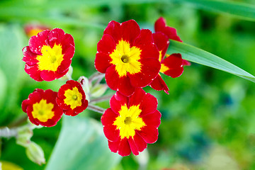 Image showing closeup of beautiful red primrose