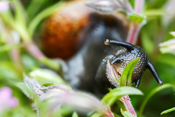 Image showing small garden snail