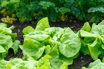 Image showing Green lettuce cultivation in a greenhouse