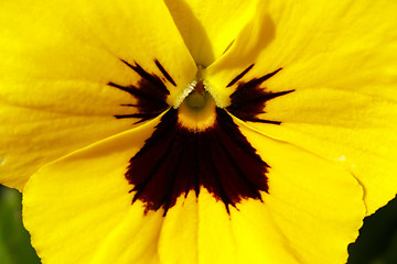 Image showing yellow pansy flowers