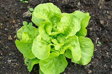 Image showing Green lettuce cultivation in a greenhouse