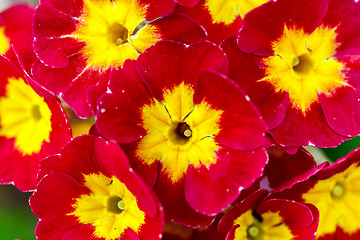 Image showing closeup of beautiful red primrose