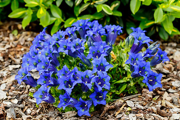 Image showing Trumpet gentiana blue spring flower in garden