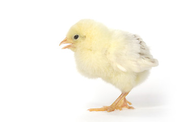 Image showing Adorable Baby Chick Chicken on White Background