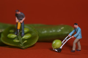 Image showing Construction Workers in Conceptual Food Imagery With Snap Peas