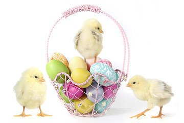 Image showing Holiday Themed Image With Baby Chicks and Eggs