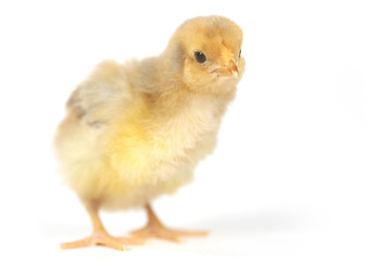 Image showing Adorable Baby Chick Chicken on White Background