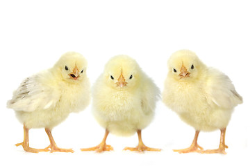 Image showing Angry Baby Chicks on White Background