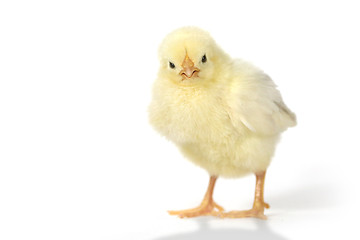 Image showing Adorable Baby Chick Chicken on White Background