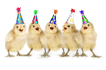 Image showing Yellow Baby Chicks Singing Happy Birthday