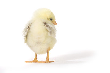 Image showing Adorable Baby Chick Chicken on White Background