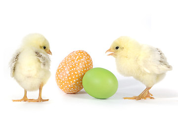 Image showing Image With Baby Chicks and Eggs