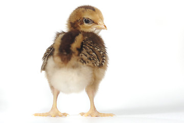 Image showing Adorable Baby Chick Chicken on White Background