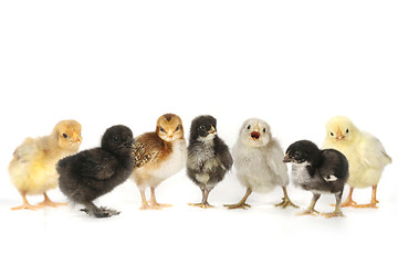 Image showing Many Baby Chick Chickens Lined Up on White