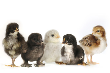 Image showing Many Baby Chick Chickens Lined Up on White