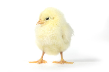 Image showing Adorable Baby Chick Chicken on White Background