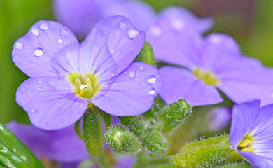 Image showing pansy flowers 