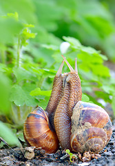 Image showing love snails