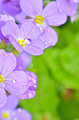 Image showing Lilac pansy flowers