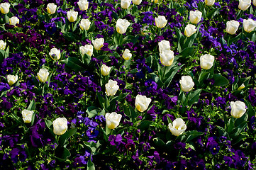 Image showing Some ornamental spring flowers.