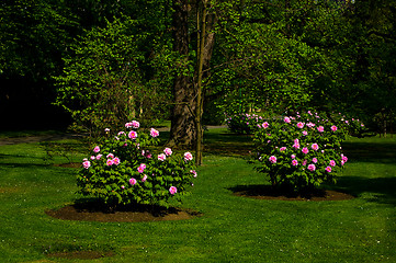 Image showing Rest park on Petrin, Prague.