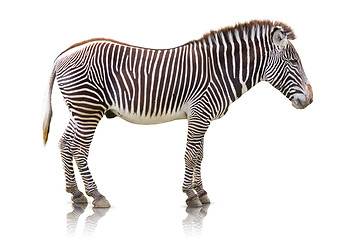 Image showing Zebra isolated