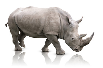 Image showing Rhino isolated