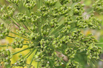 Image showing big umbels of Heracleum