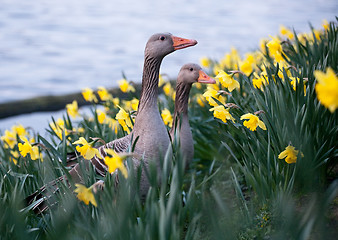 Image showing two geese on flowers background