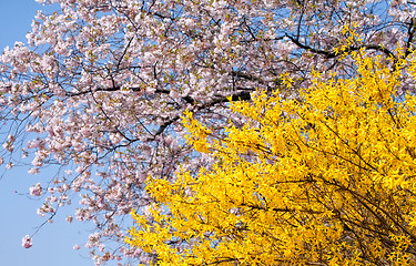 Image showing spring blooming trees