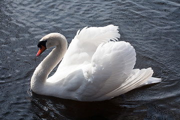 Image showing white swan closeup